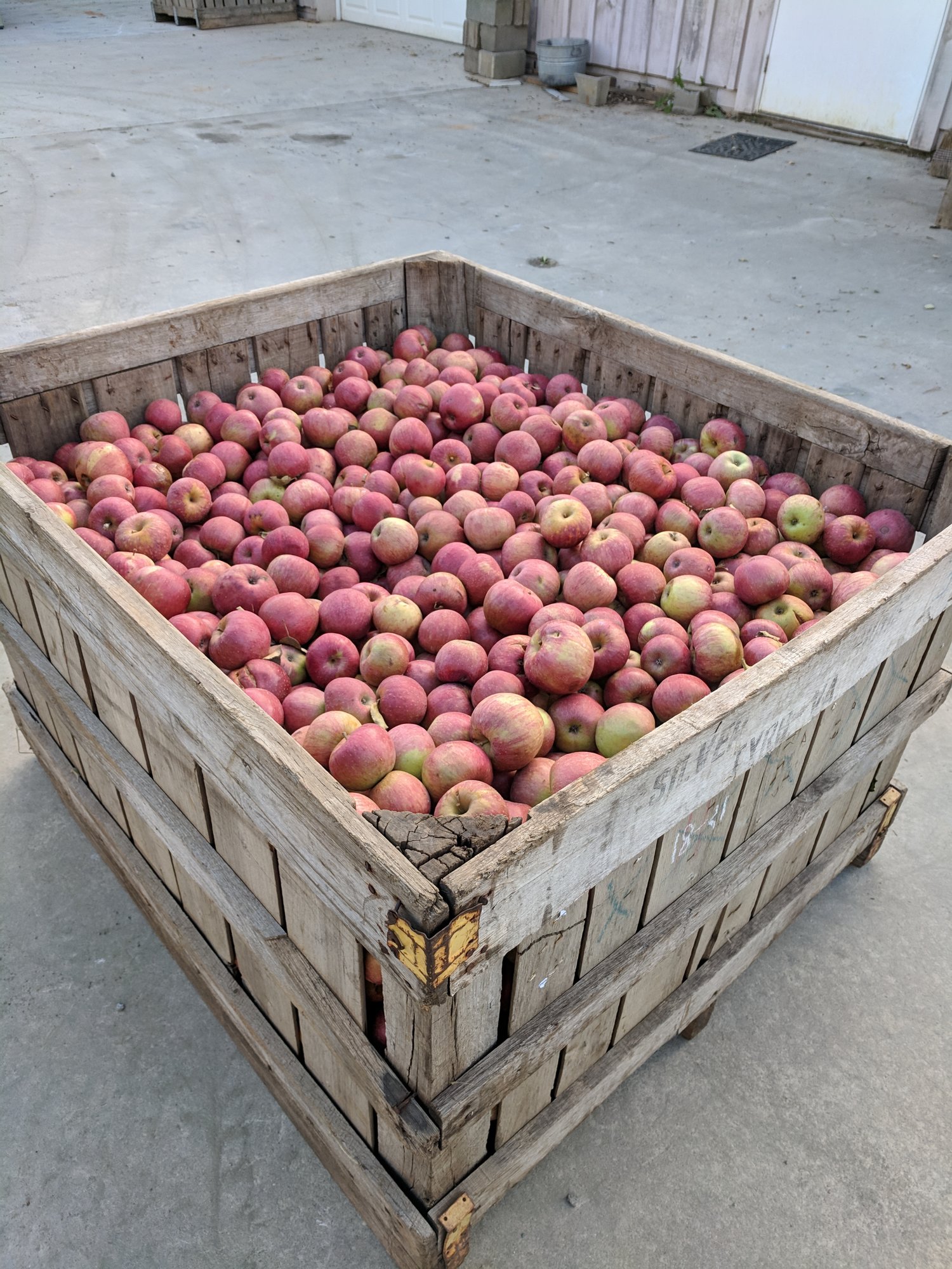 Albemarle Ciderworks – A day on the orchard